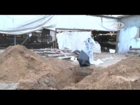 شاهد أنفلونزا الطيور يتسبب في نفوق آلاف الدواجن