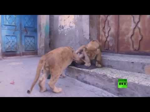 منظمة نمساوية تشتري شبلي أسد من حديقة حيوانات غزة