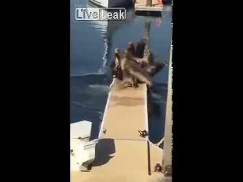 شاهد كلب يقهر ثمانية أسود بحر ويجبرهم على الفرار