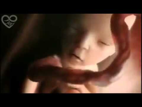 شاهد مراحل تكوين الطفل خلال 9 أشهر في رحم الأم