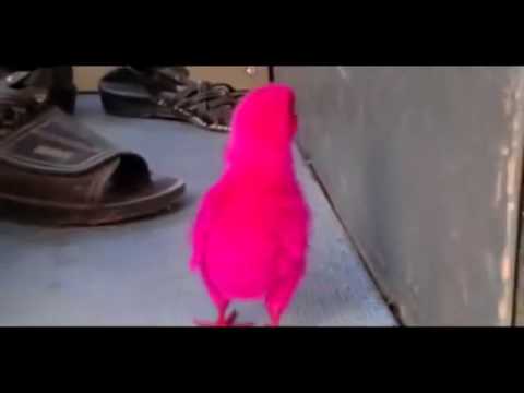 بائع يلون الكتاكيت ويبيعها فى أكياس بلاستيك مغلقة