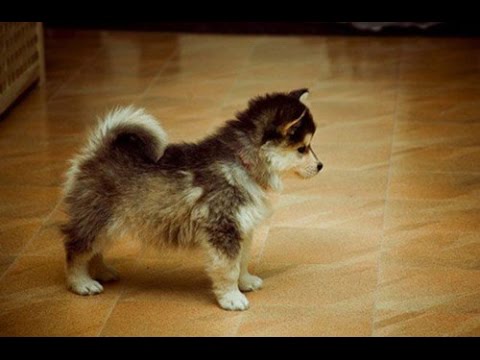 بالفيديو جلسة تصوير عائلية لأضخم كلب بيتبول في العالم