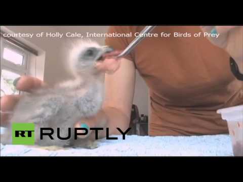 عملية جراحية تجميلية ناجحة لفرخ طائر الحدأة