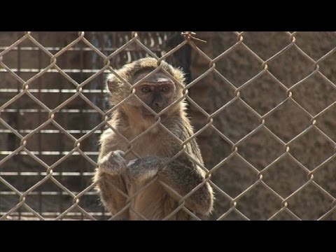 شاهد بلجيكي ثمانيني يحلم بإنشاء محمية حيوانات في مدينة كولويزي