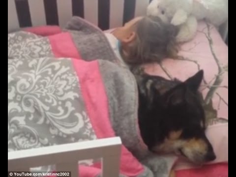 شاهد كلب يرعى رضيعة ردًا لمعروف والدتها