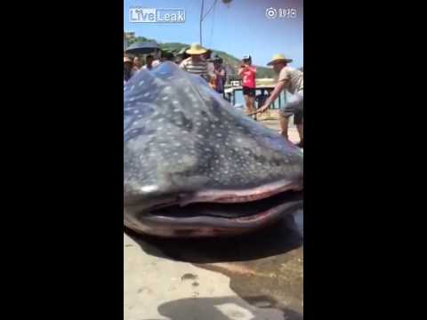 شاهد تجار صينيون يقطعون سمكة قرش حية