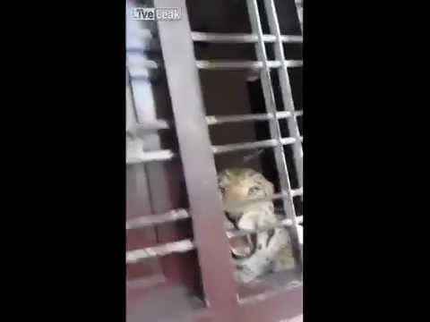 شاهد نمر ضخم يهاجم مدرسة في الهند