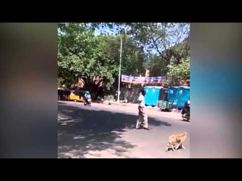 شاهد كلب متشرد يلقن العالم درسا في احترام المرور