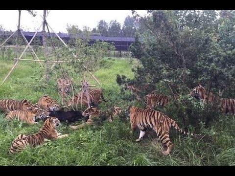 شاهد النمور تقطع دبًا صغيرًا إلى أشلاء أمام زوّار حديقة حيوان صينية