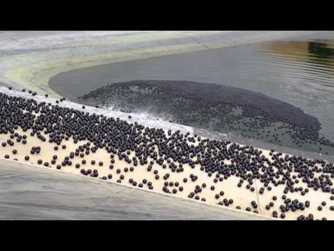 شاهد أميركا تلقي بملايين الكرات السوداء في مياهها