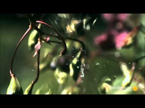 شاهد نباتات نادرة تفجر نفسها في شكل الألعاب النارية