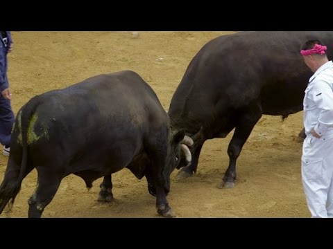 مصارعةُ الثيران على طريقة السومو الياباني