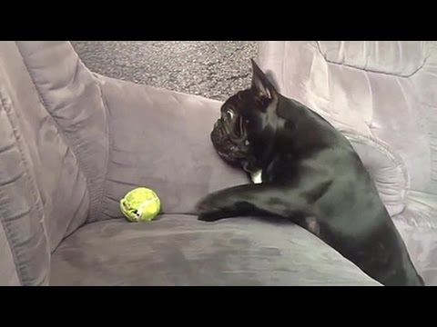 شاهد كلاب تفشل في أن تكون كما يجب