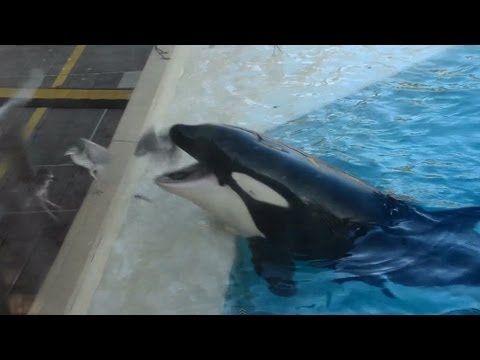 حوت قاتل يصطاد الطيور بخدعة ذكية جدا