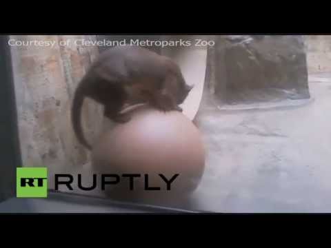 موتكو رئيسًا للاتحاد الروسي لكرة القدم