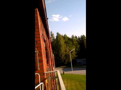 شاهد سنجاب يقفز من سطح المنزل إلى شجرة