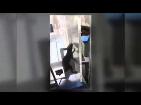 شاهد فأر يعض طفل مبستر داخل حضانة في الولايات المتحدة