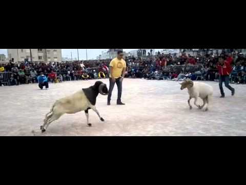 شاهد للمرة الأولى نزال لمصارعة الكباش