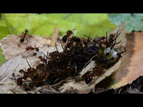 شاهد كيف تلتهم جحافل نمل النار ما في طريقها داخل غابات الأمازون