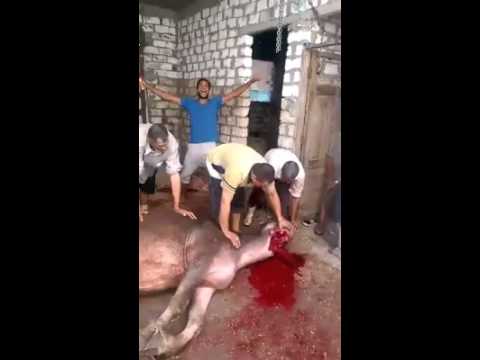 بالفيديو شوقي السعيد جزار في العيد