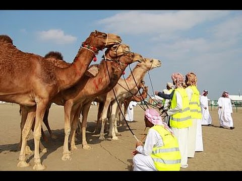 بالفيديو تنظيم أول ماراثون للهجن في دبي