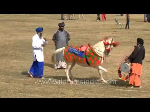 شاهد مهرجان لرقص الخيول والجمال في الهند