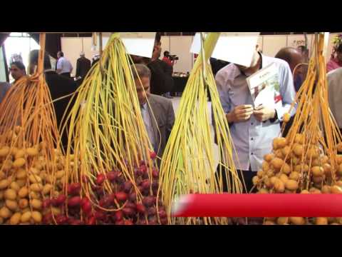 شاهد انطلاق معرض بلح فلسطين