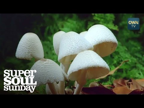 شاهد سحر الطبيعة في نمو عيش الغراب