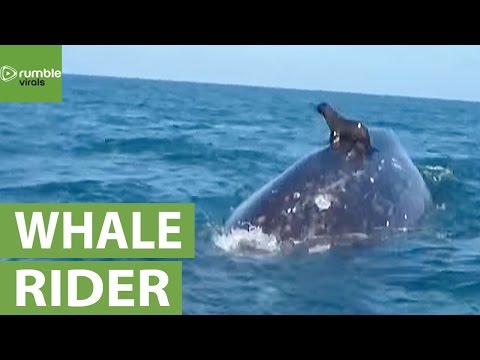 بالفيديو كائن بحري في جولة على ظهر حوت عملاق