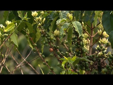 شاهد الجفاف في كولومبيا يهدد أحد أجود أنواع البن في العالم