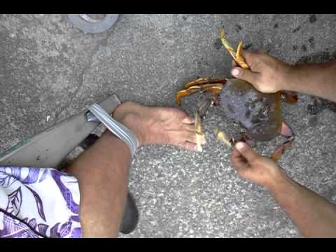 شباب يمزحون مع صديقهم بـ”قرصة” سرطان البحر