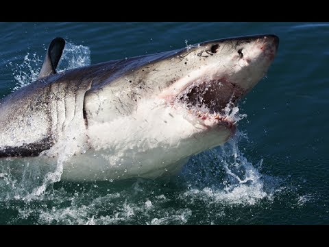 شاهد لقطات مرعبة عن سمك القرش