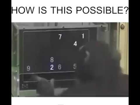 شاهد أقوى ذاكرة في العالم يمتلكها قرد