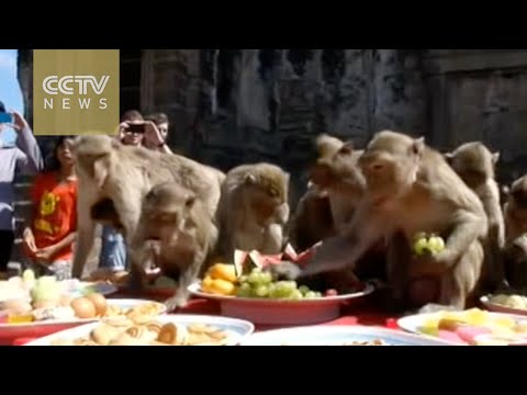 شاهد قرود تهاجم “مائدة 5 نجوم” بتكلفة 11145 دولارا