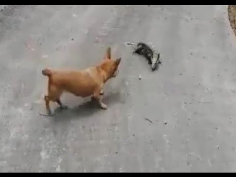 معركة دامية بين “كلب” و”سحلية”