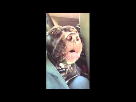 شاهد كلب يغنى الأغنية الشهيرة “hello”