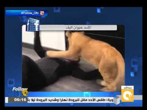 شاهد  أسد يفاجئ صاحبه بأغرب رد فعل