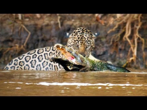 شاهد فهد يقلب الموازين ويصطاد تمساح