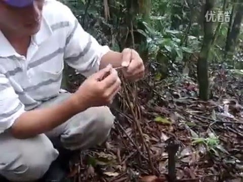 بالفيديو كيفية صناعة مصائد تقليدية في الطبيعة