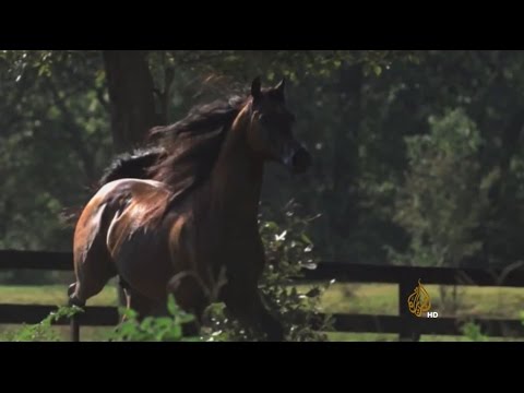 شاهد كيف يتم إعداد خيول الشقب