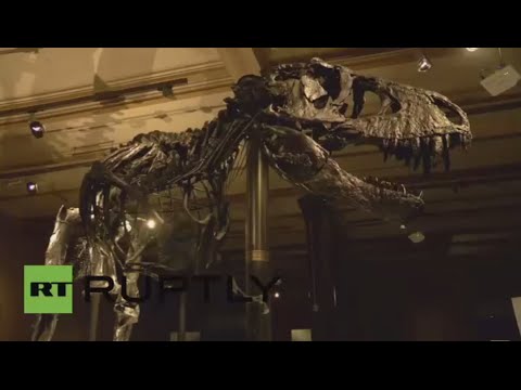 شاهد عرض أول هيكل عظمي كامل لديناصور عملاق