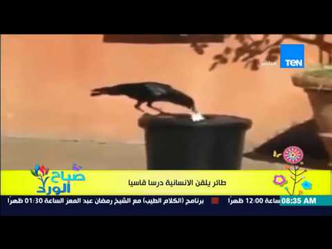 شاهد غراب يعطي درس قاسي للإنسانية