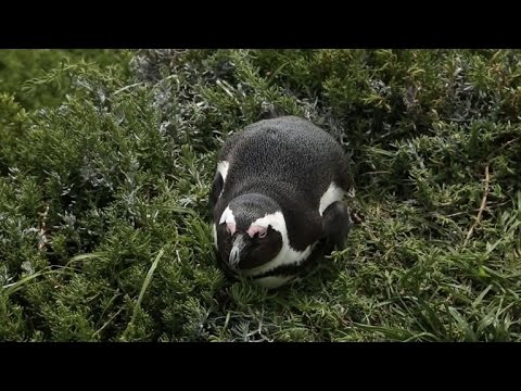 سباق مع الزمن لإنقاذ طيور بطريق كايب تاون