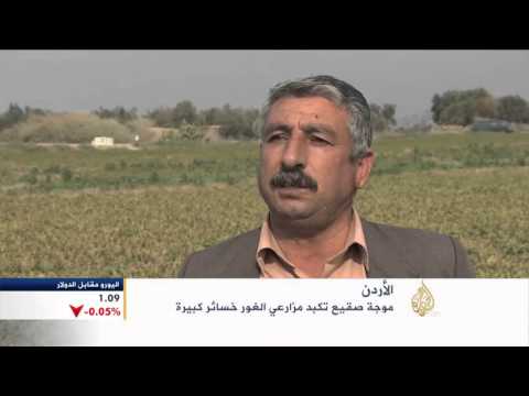 شاهد الصقيع يلحق خسائر بمزارعي غور الأردن