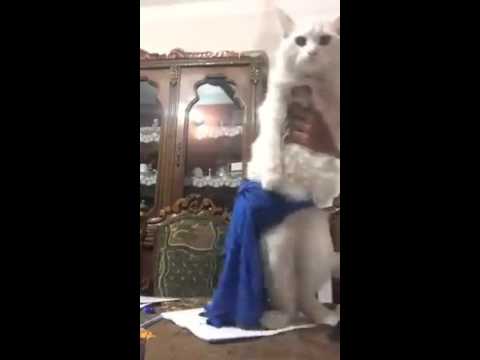 شاهد قطة ترقص شرقي