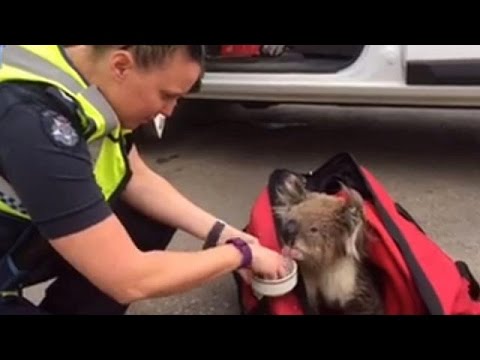 شاهد الحرائق تدمر أكثر من مائة منزل في أستراليا