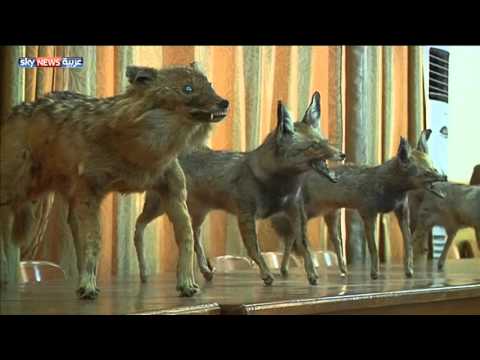 بالفيديو معرض لحيوانات وزواحف محنطة في البصرة