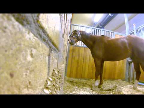 شاهدصاحب إسطبل وضع كاميرا لرصد حصانه