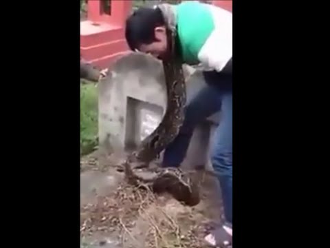 فيديو لقطات مخيفة لثعبان ضخم