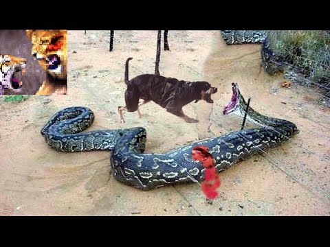 بالفيديو معركة حقيقية بين كلب وثعبان
